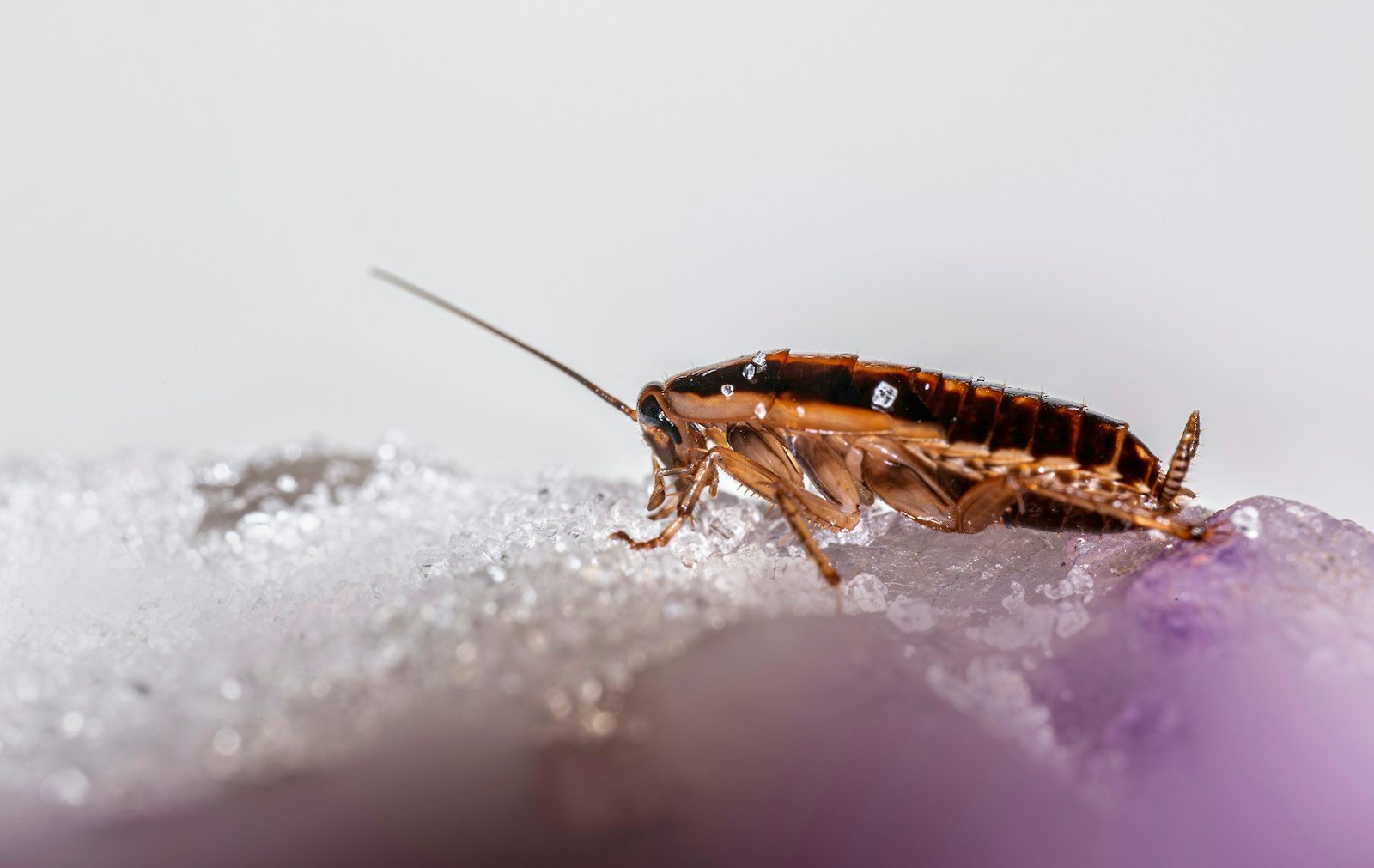 Cockroach on a textured surface — cockroach control in Mobile, AL