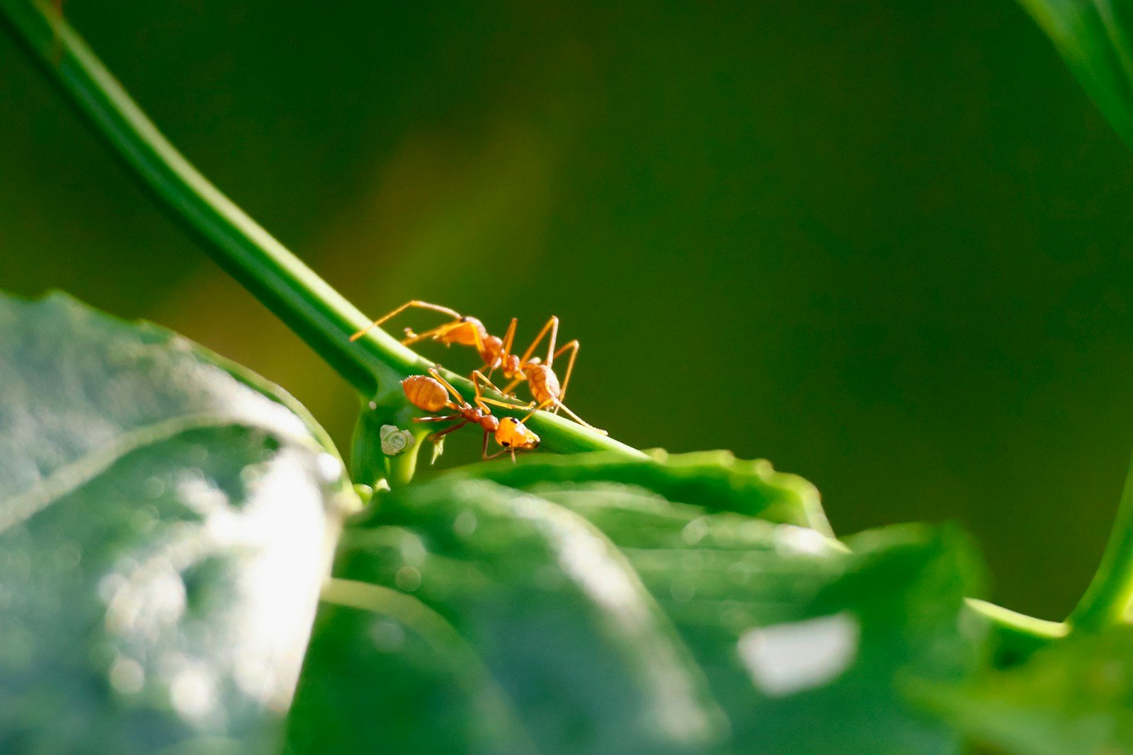 Two ants on a green plant stem — imported fire ant control in Mobile and Baldwin County, AL