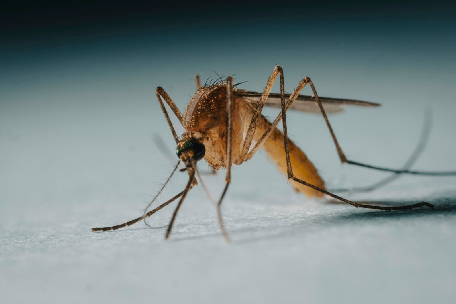 Adult mosquito macro close-up — mosquito control in Mobile and Baldwin County, AL