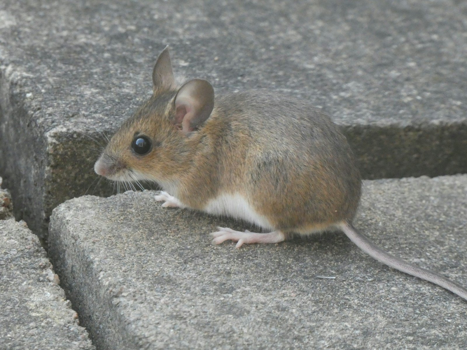 House mouse beside a baseboard — decades-old gaps in pier-foundation homes give rodents easy entry in Prichard