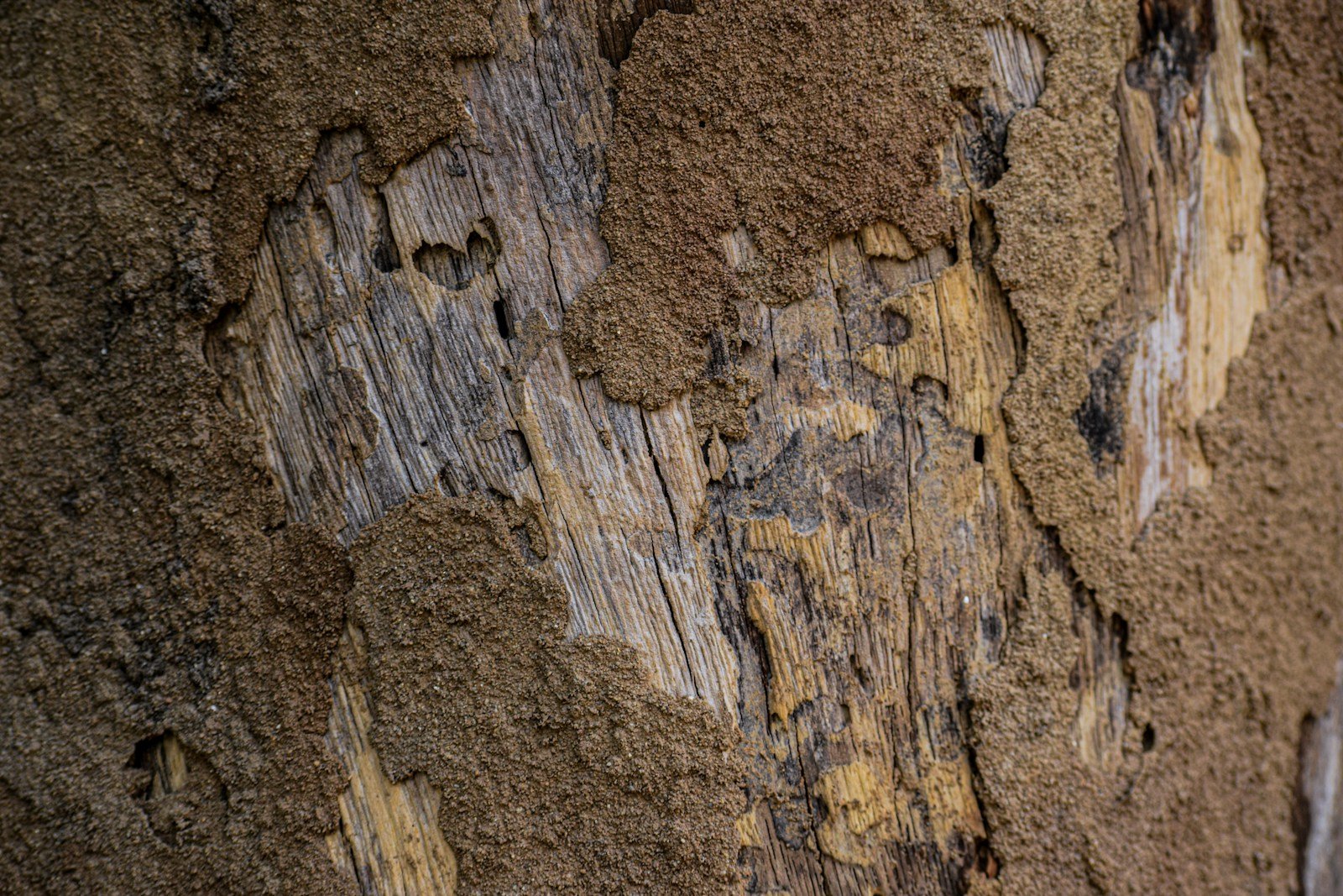 Close-up of termite damage on wood — Formosan and subterranean termite control Mobile AL