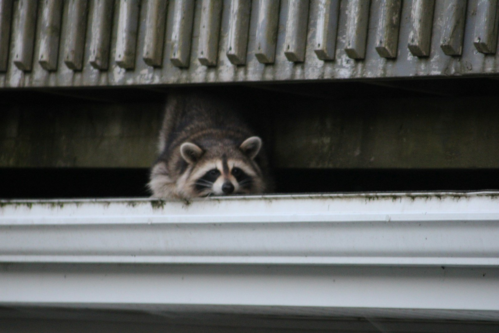 Raccoon in a residential setting — wildlife removal in Mobile and Baldwin County, AL