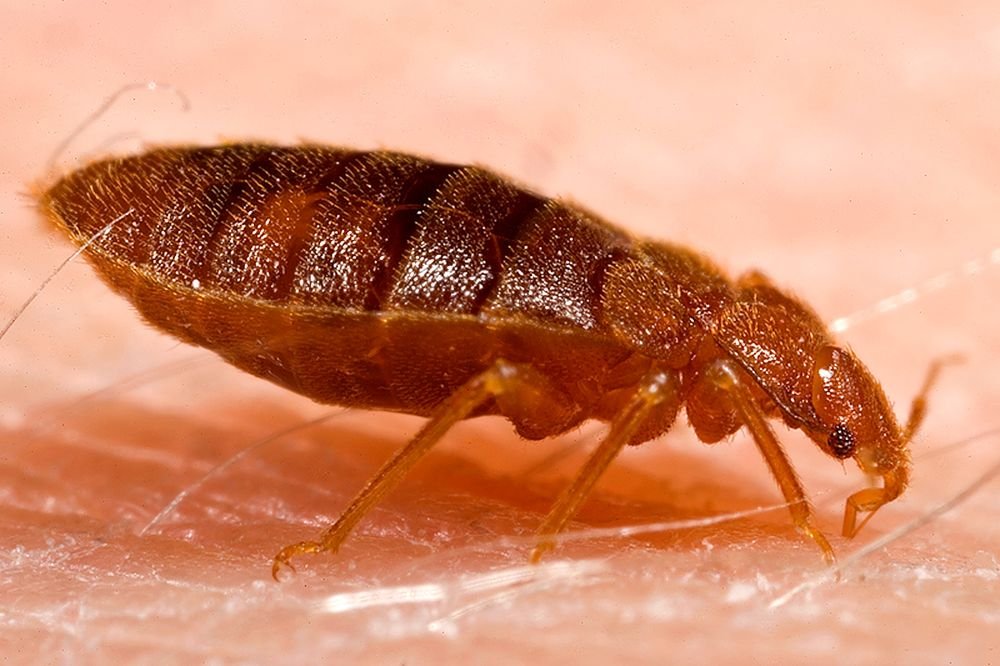 Adult bed bug (Cimex lectularius) — Mobile, AL Mardi Gras short-term-rental reality