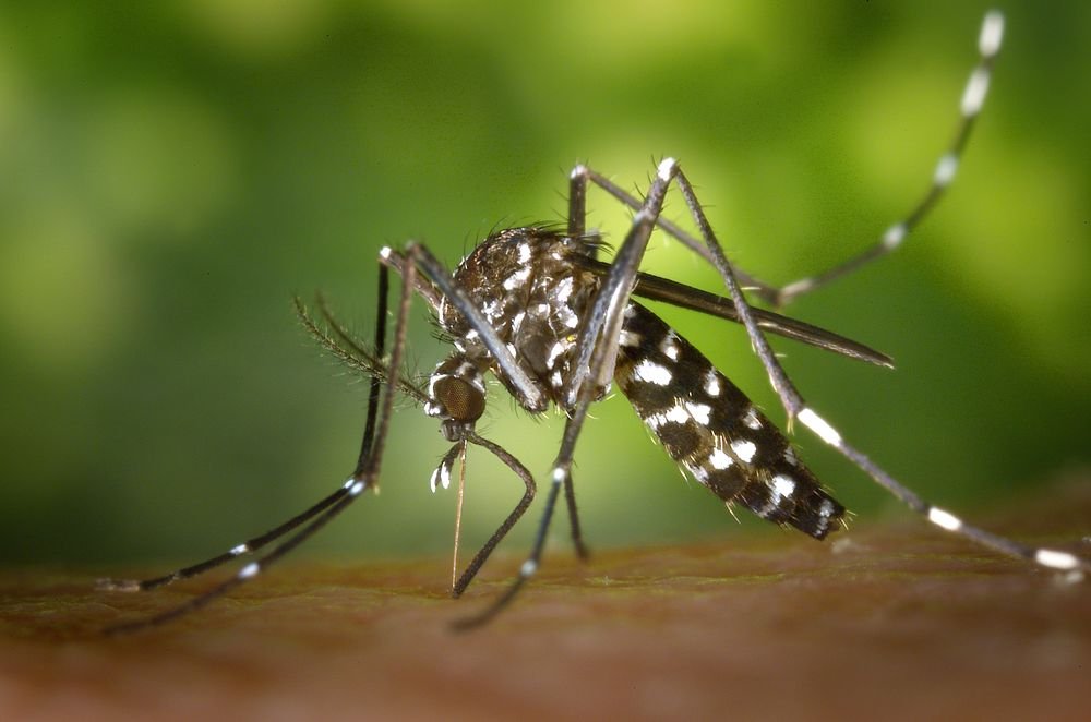Asian tiger mosquito (Aedes albopictus) — the daytime container-breeder dominant in Mobile, AL backyards