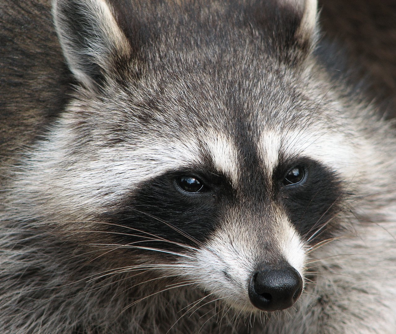 Raccoon (Procyon lotor) in Mobile, AL — common attic and nuisance wildlife species