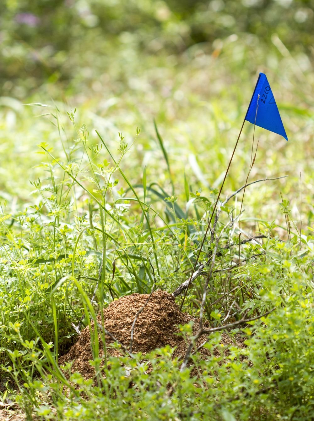 Red imported fire ant mound in a Mobile, Alabama lawn — fluffy worked soil with no visible entry hole