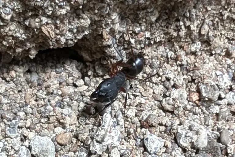 Black ant working a gravel seam along a foundation — the trail behavior ant control in Fairhope AL interrupts