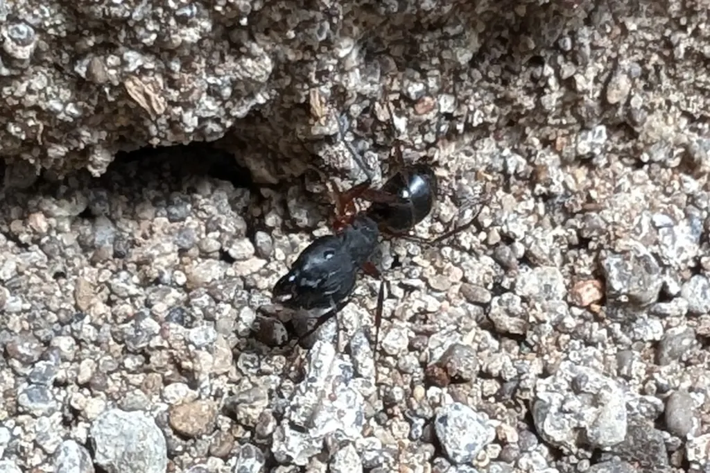 Black ant trail along a foundation in Tuscaloosa, AL after rain