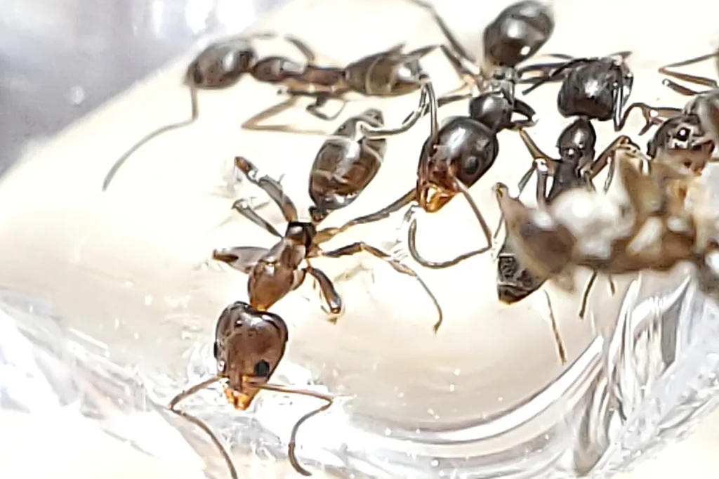 Argentine ants massing at a bait placement — Mobile AL's most persistent kitchen-trail ant