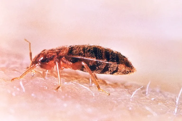 Common bed bug in lateral view — correct ID is step one of the complete Mobile AL treatment guide