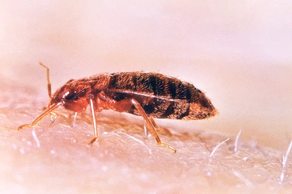 Bed bug treatment guide for a Decatur, AL rental unit or river-corridor motel room