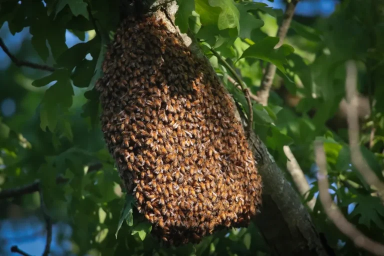 Honey bee swarm clustered in a tree — the temporary bivouac bee removal in Mobile AL relocates safely