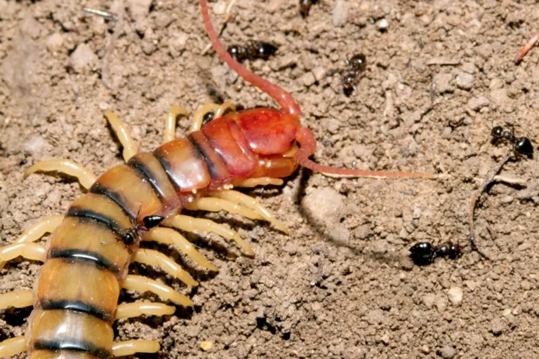 Centipede hunting across open ground — the fast mover centipede and millipede control in Mobile AL deals with
