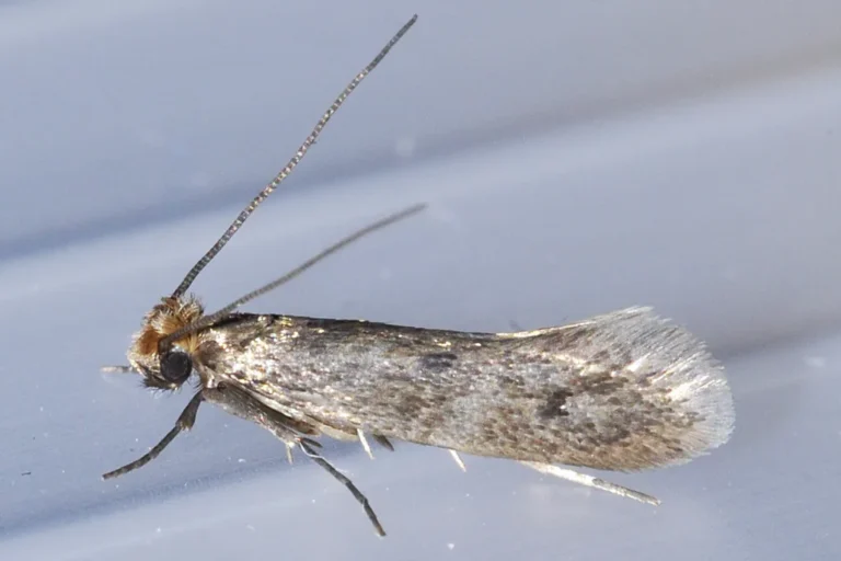 Webbing clothes moth (Tineola bisselliella) — the closet and wool pest clothes moth control in Mobile AL treats