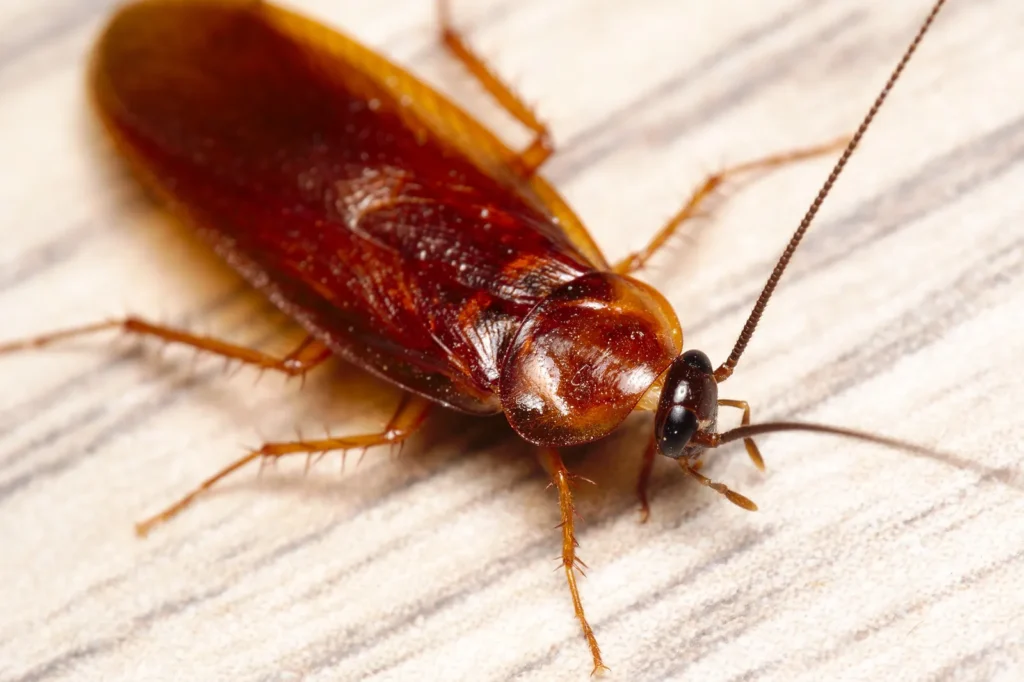 Wood cockroach that wandered indoors — a routine porch-light visitor cockroach control in Daphne AL handles