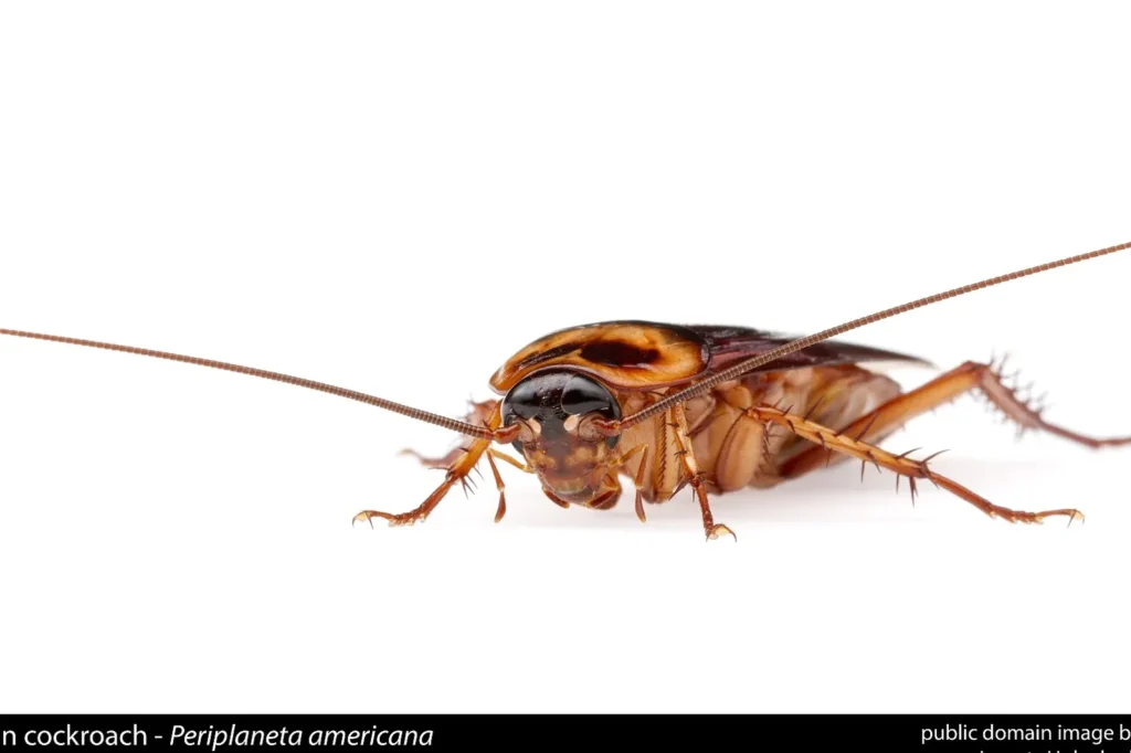 American cockroach up close — the year-round palmetto-country roach in Tillmans Corner AL