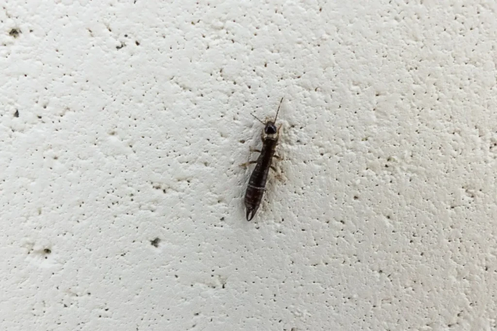 Common earwig paused on a stucco wall — the moisture-follower earwig control in Mobile AL treats