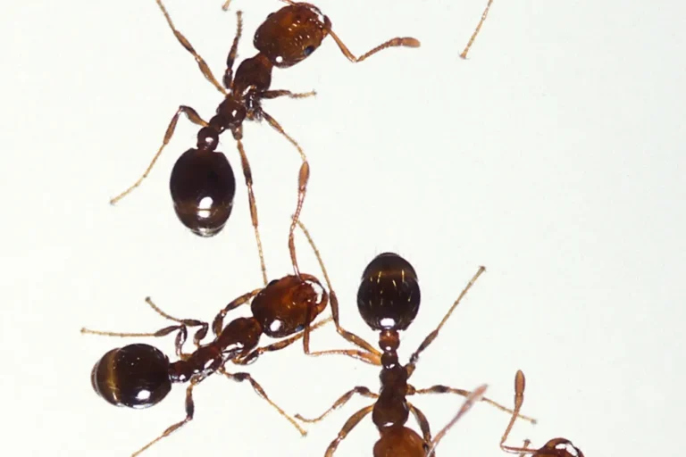 Fire ant workers on the march — the colony traffic fire ant control in Daphne AL shuts down