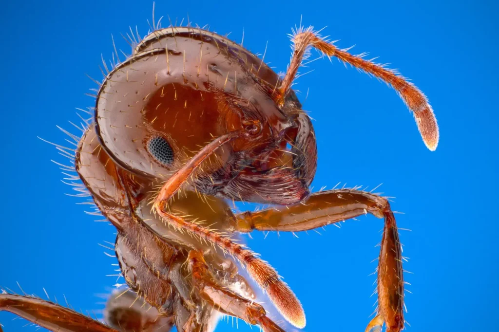 Red imported fire ant in macro detail — the stinging mound-builder fire ant control in Saraland AL knocks down