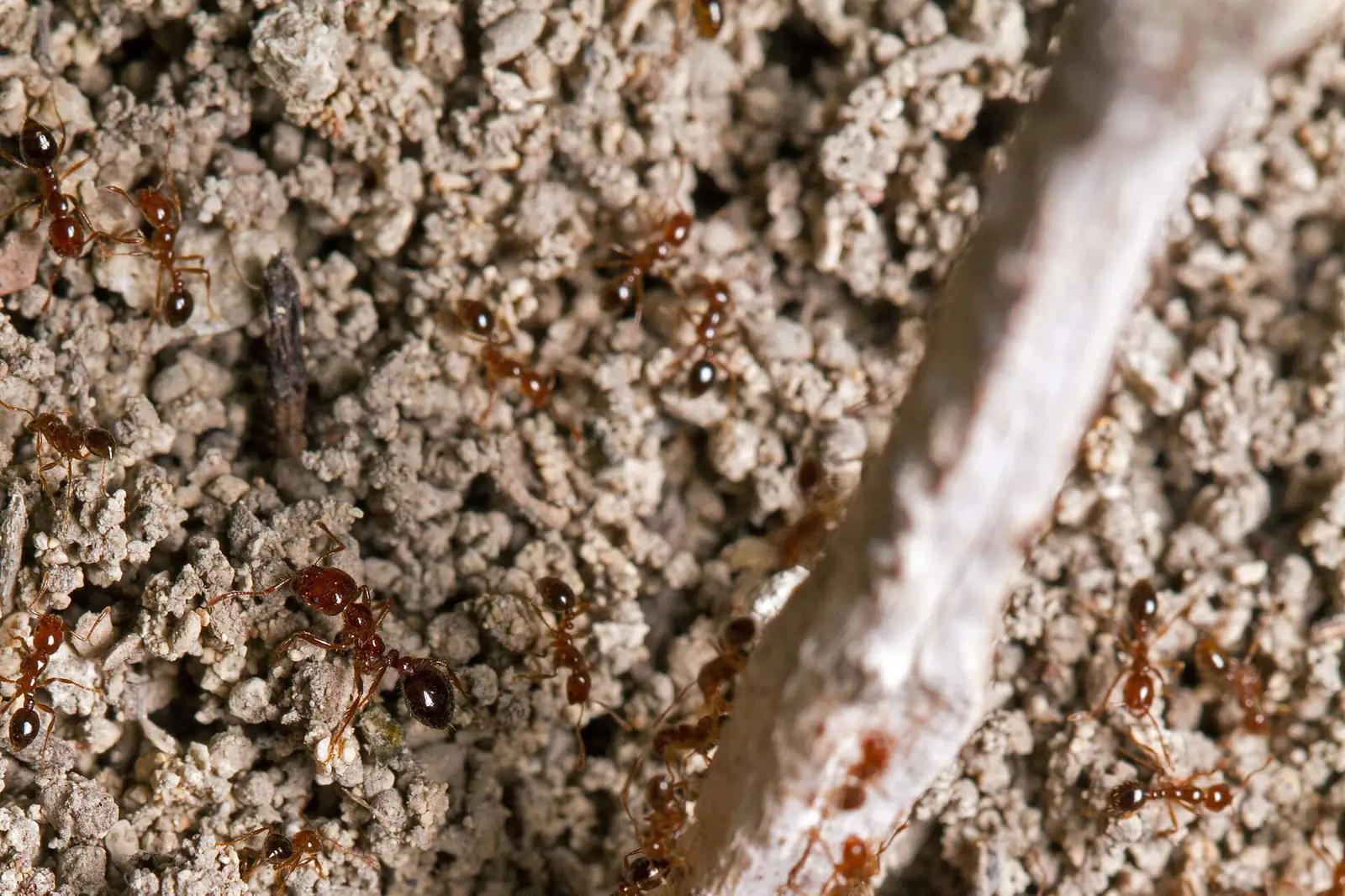 Fire ant mound in sandy Wiregrass soil near Dothan, AL
