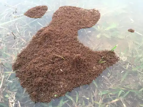 Red imported fire ants linked together into a floating raft on floodwater, a survival behavior seen after heavy rain in Mobile, AL