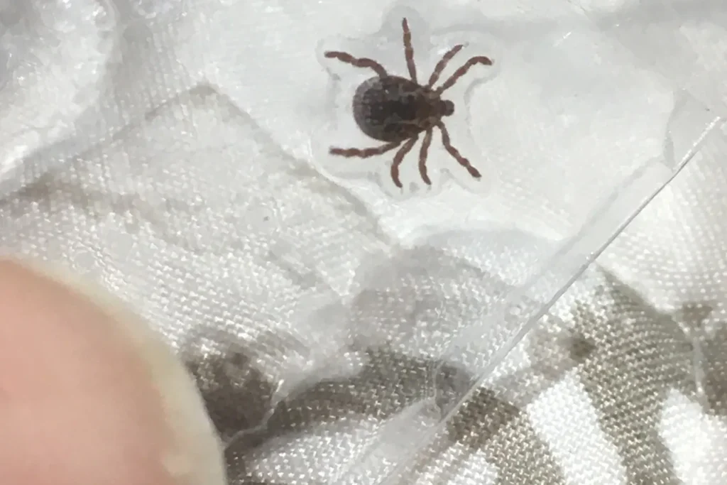 American dog tick picked off fabric — the hitchhiker flea and tick programs in Mobile AL intercept