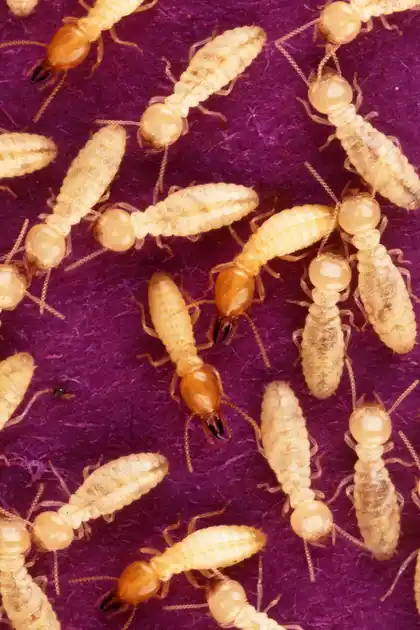 Formosan subterranean termites feeding on wood, the species behind most Daphne, AL termite calls near Mobile Bay