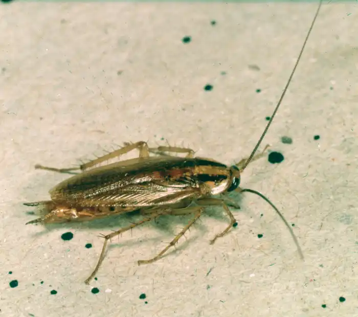 Close-up photo of a German cockroach found during a roach exterminator call in Auburn, AL