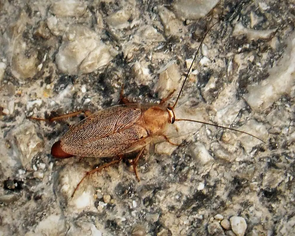German cockroach with two dark pronotal stripes in a Mobile AL kitchen