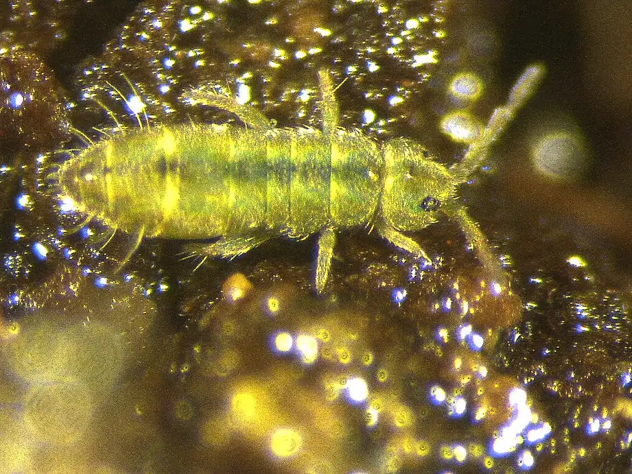 Springtail photographed close up on damp substrate, one of the humidity-driven nuisance insects found in Mobile, AL homes alongside booklice and mold mites