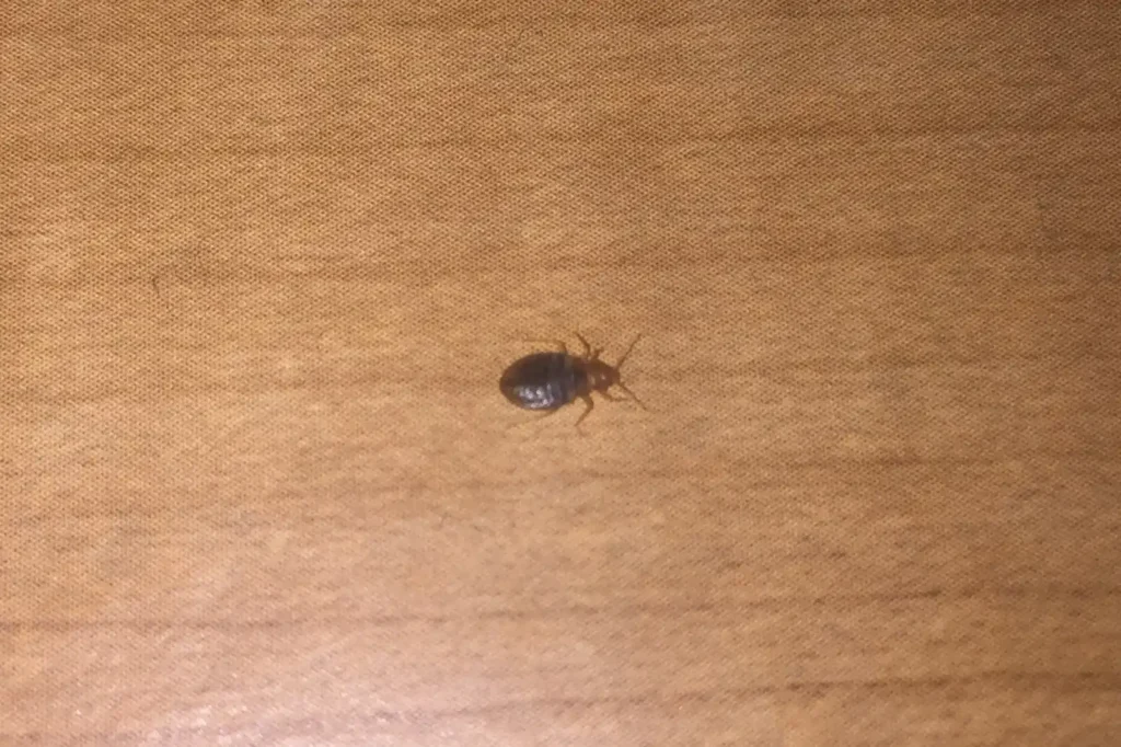 Bed bug crossing bare wood — heat and chemical programs corner the same insect differently in Mobile AL