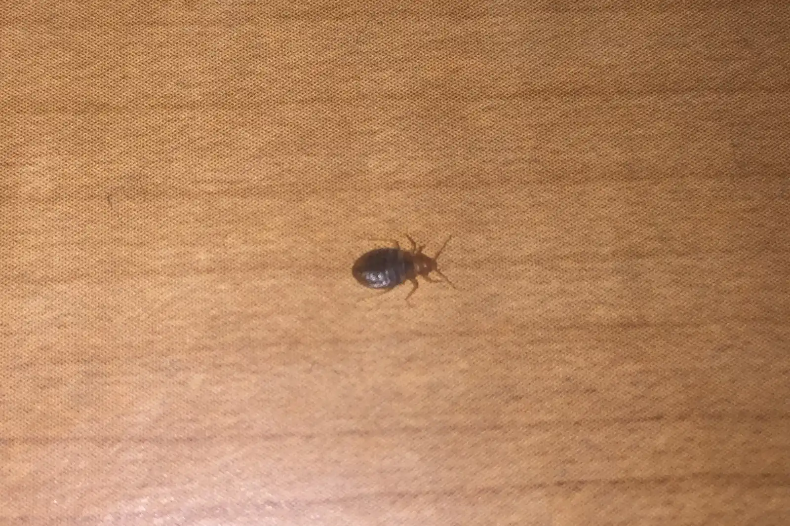 Bed bug crossing bare wood — heat and chemical programs corner the same insect differently in Mobile AL