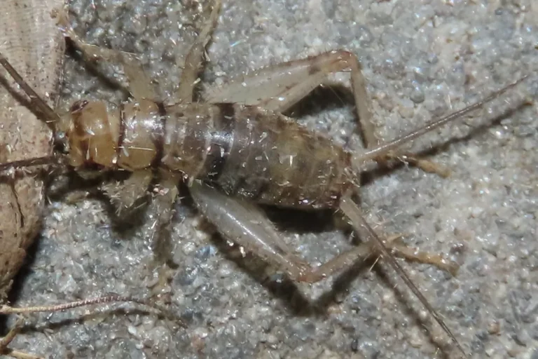 Tropical house cricket — the pale night-time chirper common in Mobile AL garages