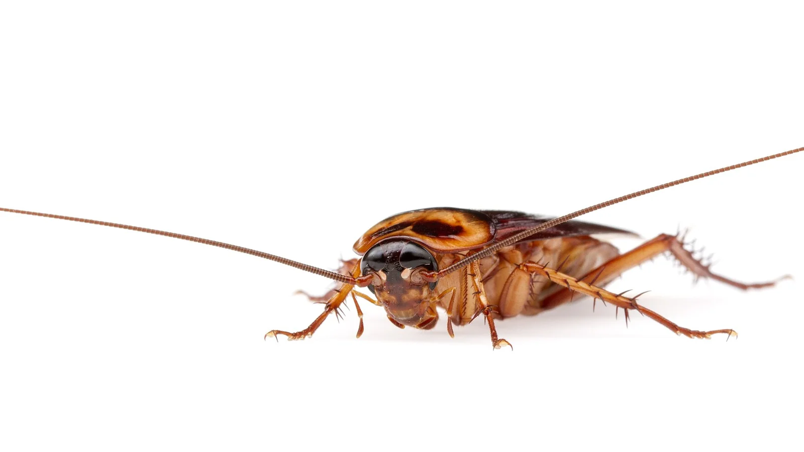 American cockroach (Periplaneta americana) — the large reddish-brown palmetto bug that enters Mobile, Alabama homes from outdoors