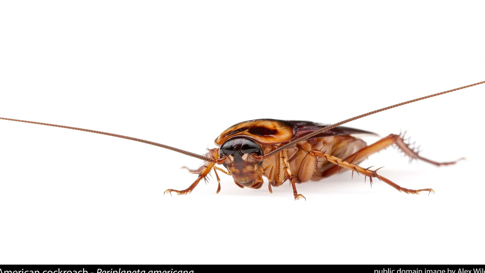 Lateral view of Periplaneta americana showing the pale pronotum margin used to identify palmetto bugs in Mobile, AL