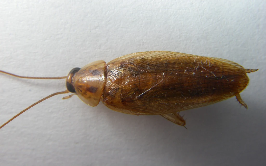 German cockroach seen from above — the smaller indoor-breeding species the licensed local roach pro you're matched with separates from the American in Mobile AL