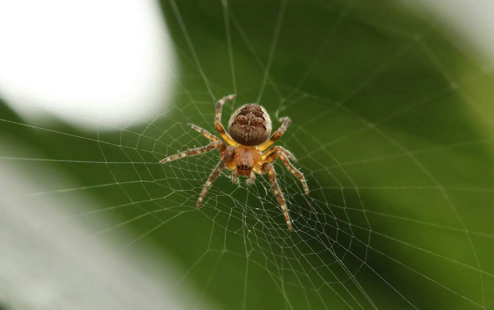 Spider on a web in a Mobile, Alabama home — species identification is the first step in spider control
