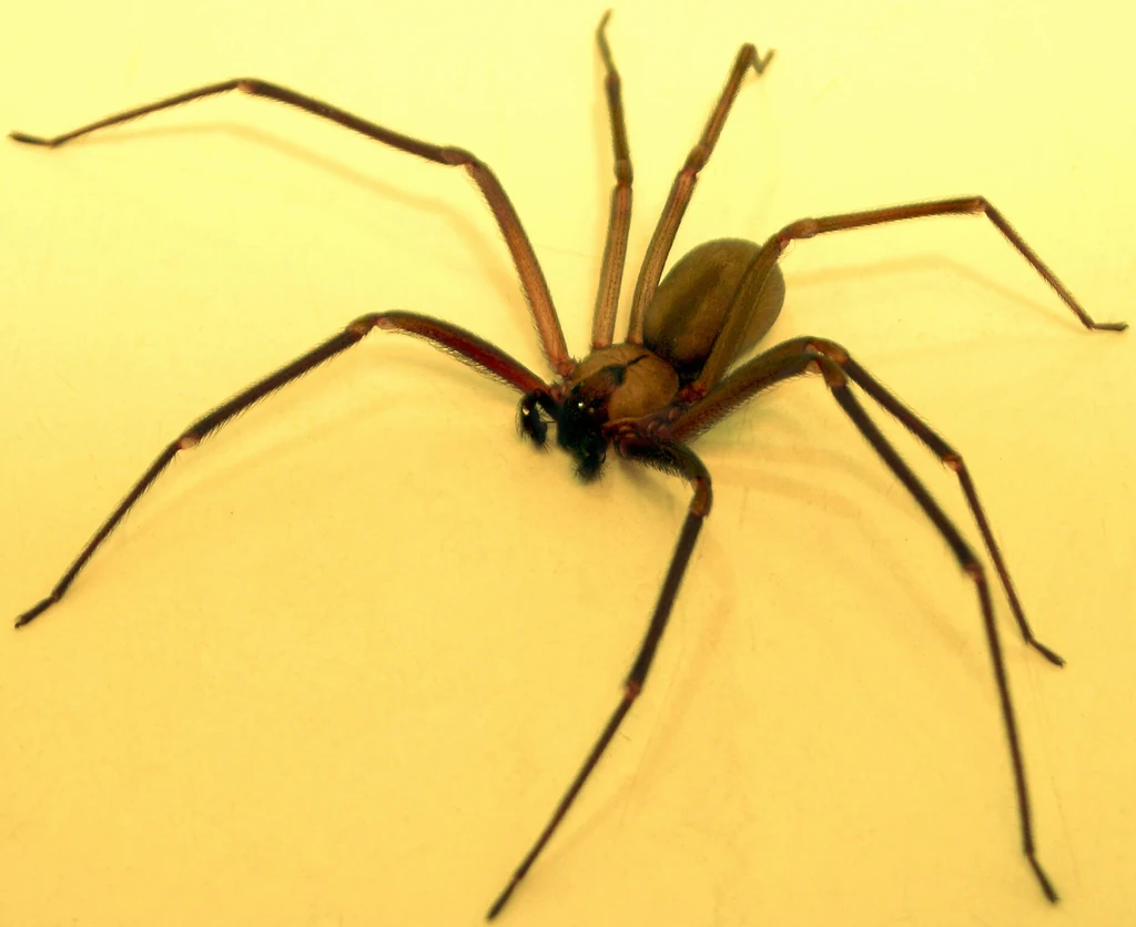 Brown recluse spider, full body — the identification detail Mobile AL homeowners are told to confirm before assuming the worst