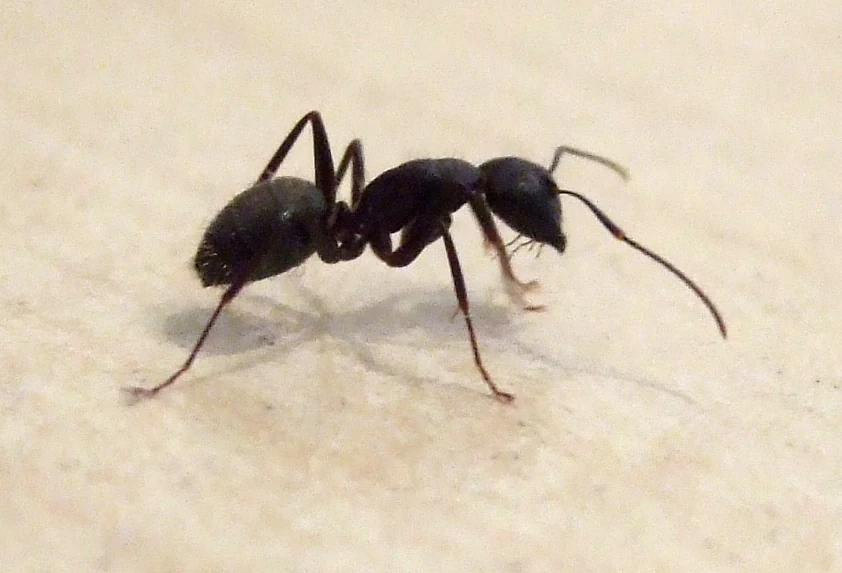 Black carpenter ant on a pale surface — the pinched waist and elbowed antennae that rule out a termite in Mobile AL