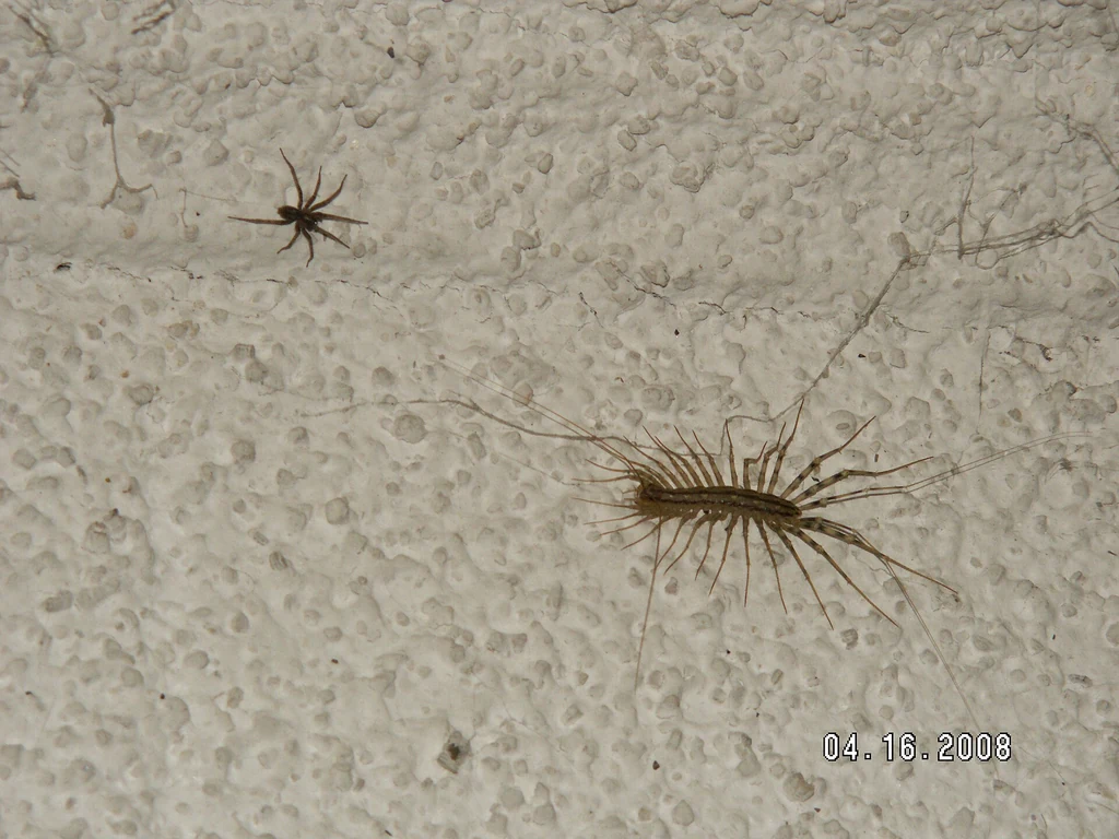 House centipede on an interior wall — the damp-weather visitor Mobile AL homeowners find after heavy Gulf Coast rain