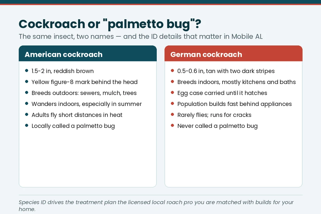 Comparison chart of the American cockroach (the local palmetto bug) and the German cockroach for Mobile AL homeowners