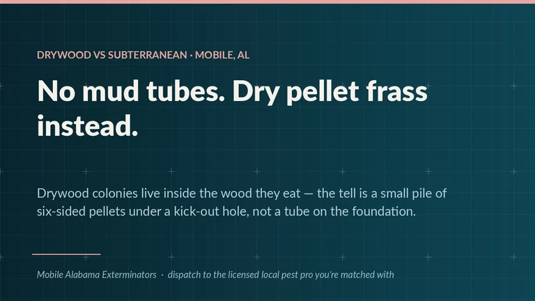 Drywood termite field card for Mobile, AL — dry six-sided pellet frass under a kick-out hole is the tell, not mud tubes on the foundation