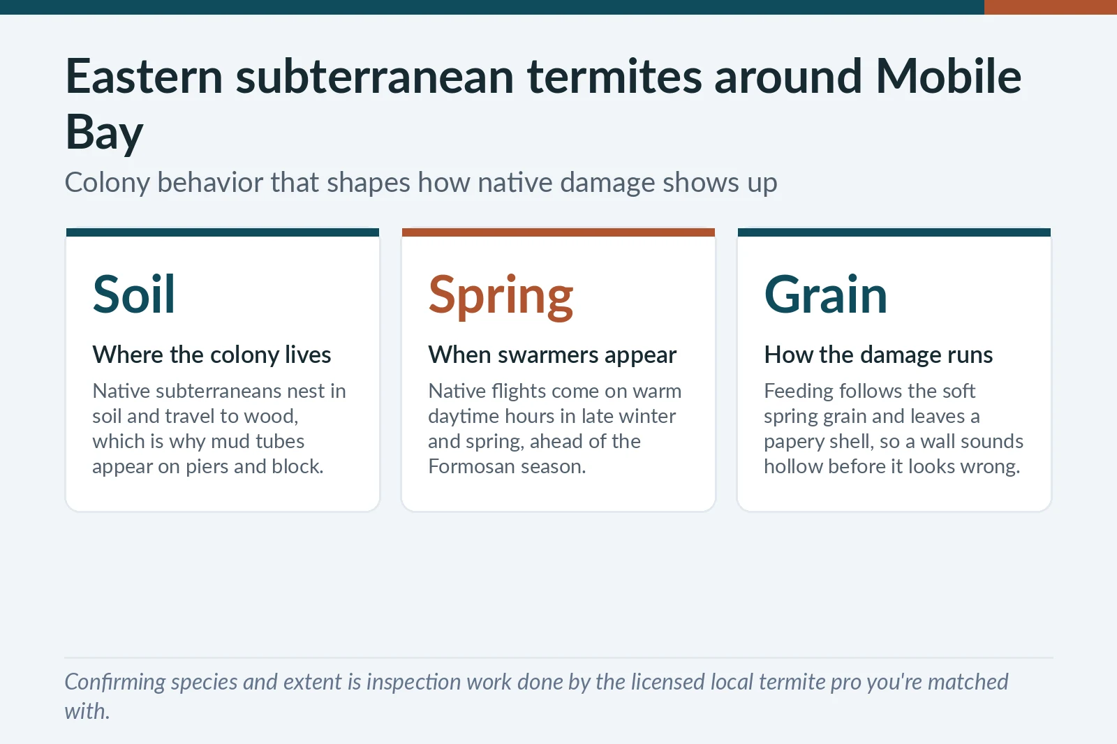Eastern subterranean termite colony facts for Mobile Bay, AL — soil nesting, spring swarm timing and grain-following damage