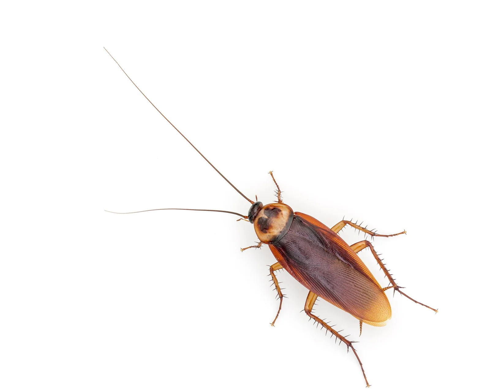 American cockroach in close detail, the large roach that follows sewer lines into older Avondale, Birmingham homes