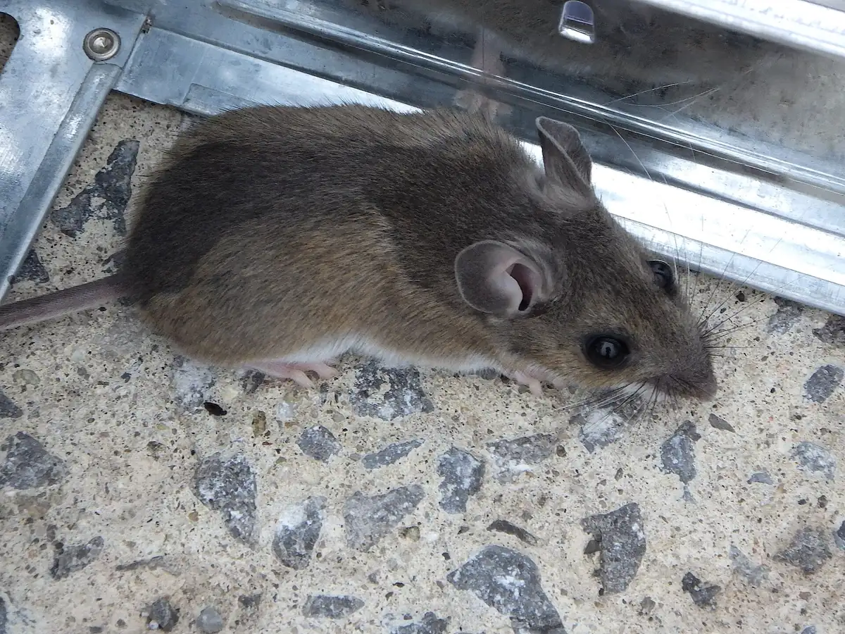 House mouse at a foundation line, the most common rodent complaint in Five Points, Huntsville homes