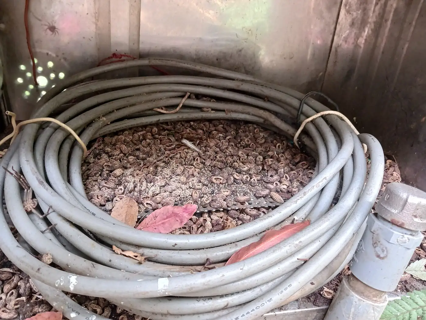 Rodent nesting debris packed into stored items in a garage, the harborage pattern found in Highland Park, Birmingham homes