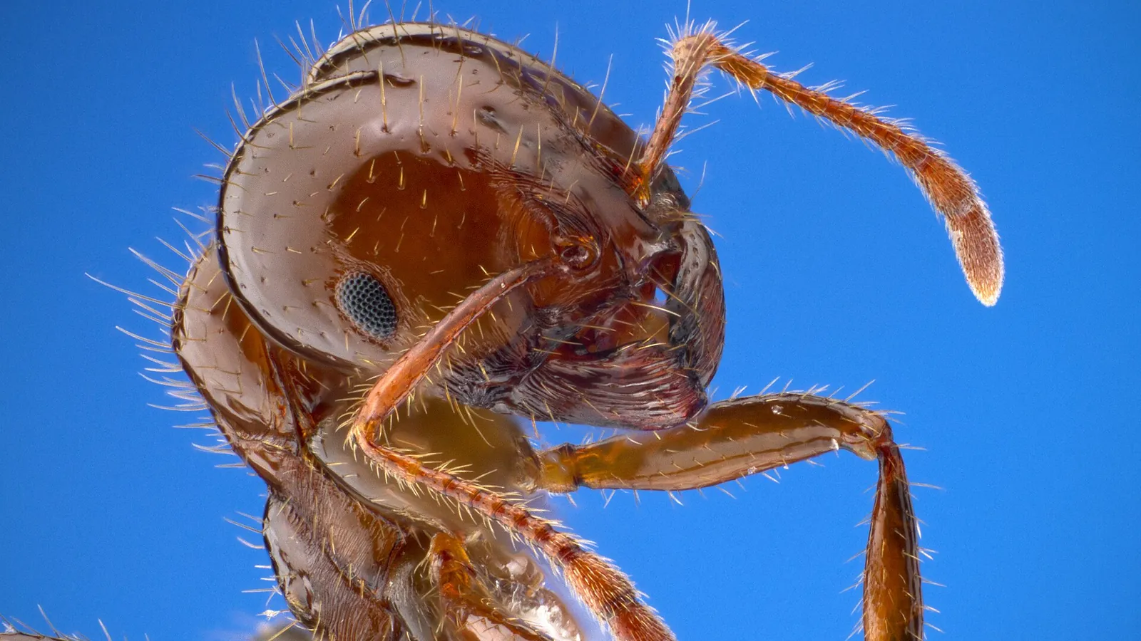 Red imported fire ant workers (Solenopsis invicta) — the aggressive Gulf Coast species treated on Mobile, Alabama properties
