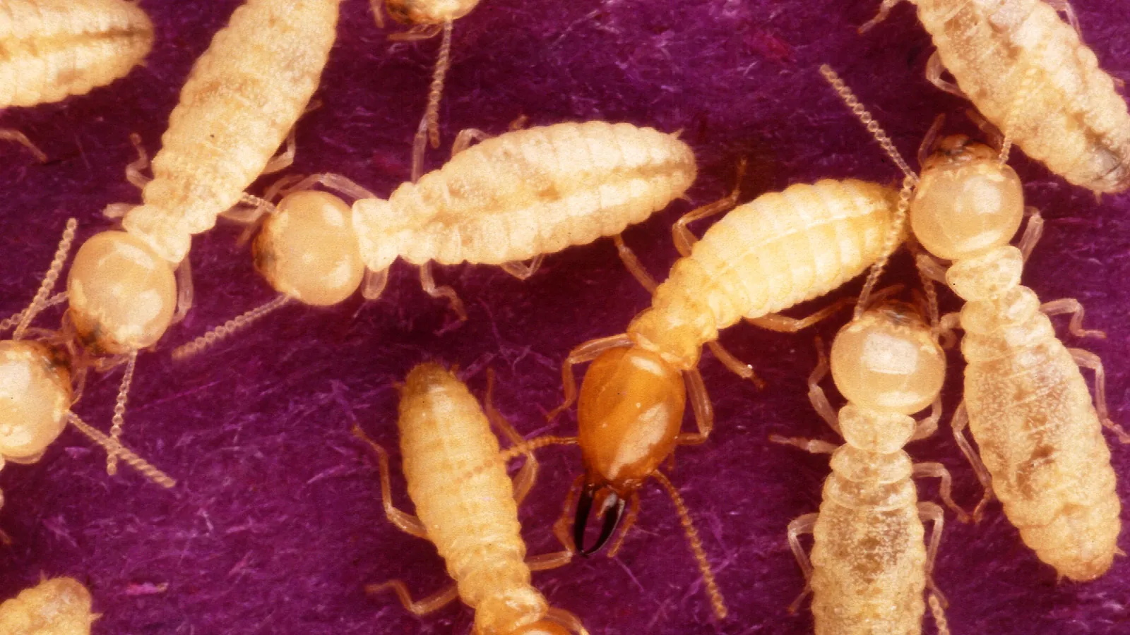 Formosan subterranean termite, the aggressive species established across coastal Mobile, Alabama