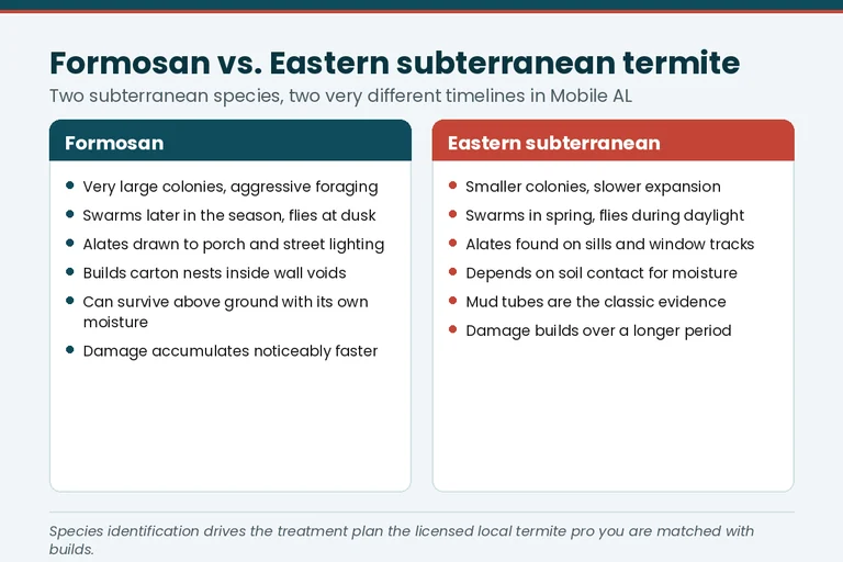 Formosan versus eastern subterranean termite comparison chart relevant to Saraland, AL homes