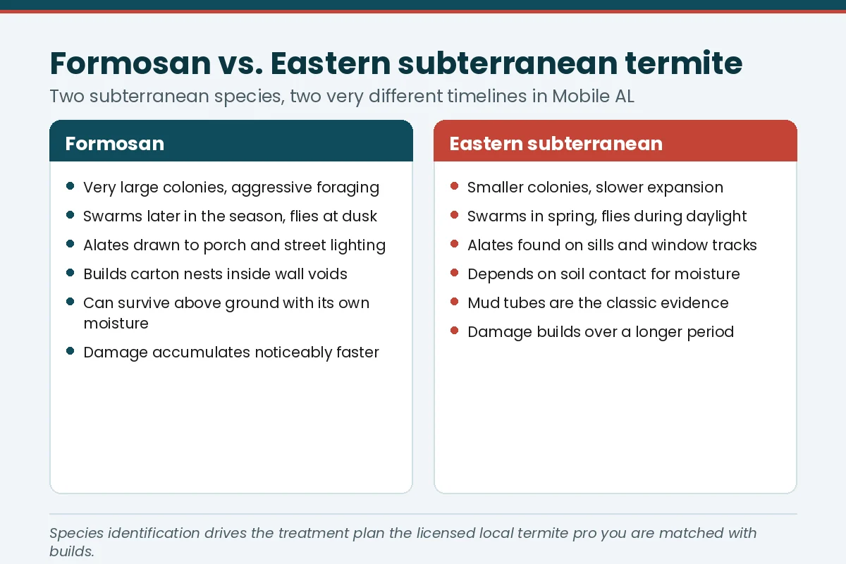 Comparison chart of the Formosan and eastern subterranean termite in Mobile AL — colony size, swarm timing, nesting and damage rate